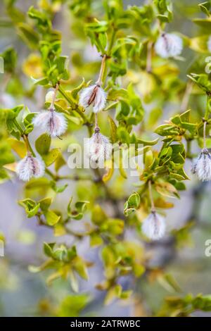 Creosote Bush (Larrea tridentata), Chihuahuan Desert, Oliver Lee Memorial State Park; Alamogordo, Nouveau-Mexique, États-Unis d'Amérique Banque D'Images