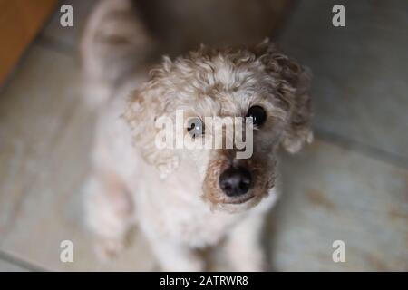 Mini-toy poodle, joli poodle regardant l'appareil photo dans le gros plan frontal, abricot poodle, yeux bruns avec un museau noir, poodle jouet Banque D'Images