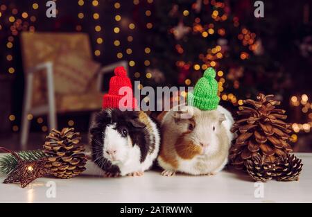 Deux petits cobayes domestiques mignons (Cavia porcellus), également connu sous le nom de cavy ou de cavea domestique sur les lumières de Noël arrière-plan à l'intérieur en hiver. Port Banque D'Images