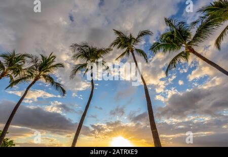 Le coucher du soleil est bas à l'horizon de cette photo de palmiers et de ciel bleu idyllique et de nuages de bonbons en coton sur l'océan Pacifique tropical à Maui... Banque D'Images