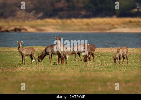 Waterbuck - Kobus ellipsiprymnus grand antilope trouvé largement en Afrique subsaharienne. Il est placé dans la famille des Bovidae. Troupeau de dollars d'eau sur l'aco Banque D'Images