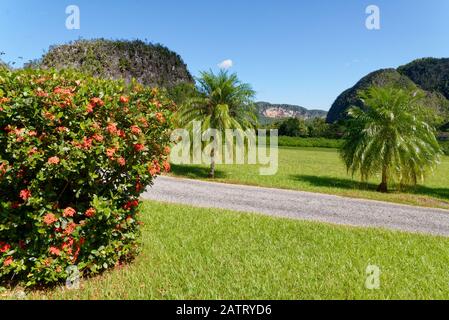 Panorama des collines vertes des caraïbes à Vinales, Pinar Del Rio, Cuba Banque D'Images