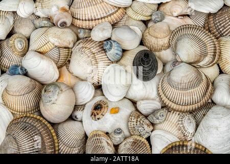 Pile de coquillages sur une plage, Prince Williiam Sound; Alaska, États-Unis d'Amérique Banque D'Images