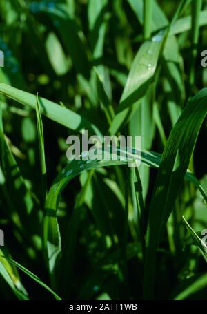 Agriculture - Closeup of gouttes de pluie sur un blé vert feuille / New York, USA. Banque D'Images