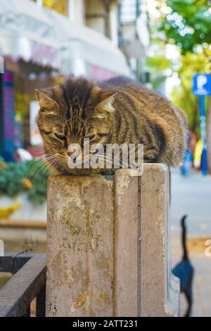 L'un des nombreux chats de rue d'Istanbul dans le quartier Moda de Kadikoy sur le côté asiatique de la ville Banque D'Images