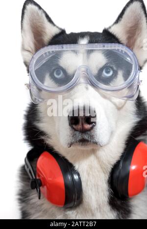 Drôle de chien de travail husky dans les lunettes de constructeur et le casque pour la protection de l'oreille Banque D'Images