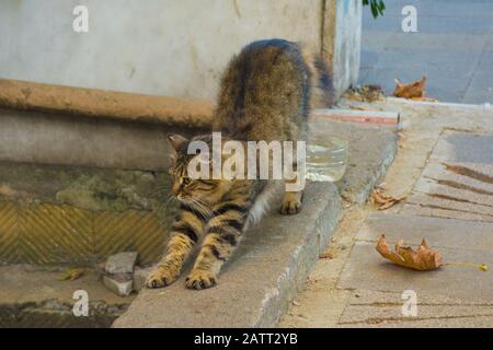 L'un des nombreux chats de rue d'Istanbul dans le quartier Moda de Kadikoy sur le côté asiatique de la ville Banque D'Images