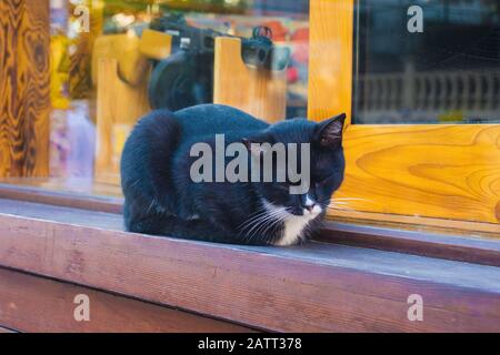 L'un des nombreux chats de rue d'Istanbul sur un seuil de fenêtre dans le quartier Moda de Kadikoy du côté asiatique de la ville Banque D'Images