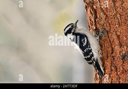 Une image horizontale d'un pic sauvage de downey 'Picoides pubescens', perché sur un tronc d'arbre d'épinette qui pourboit les insectes sous l'Alber rural de barkin Banque D'Images