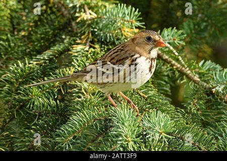 Un oiseau de Bruant de Harris immature 'Zonotrichia querela', perché dans les branches vertes d'un arbre d'épinette dans les régions rurales de l'Alberta Canada. Banque D'Images