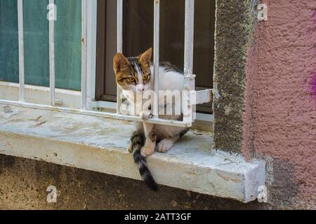 L'un des nombreux chats de rue d'Istanbul sur un seuil de fenêtre dans le quartier Moda de Kadikoy du côté asiatique de la ville Banque D'Images