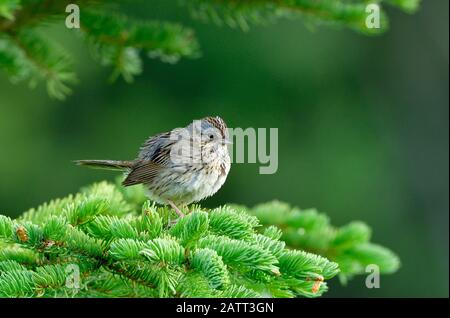 Un savane sparrow 'Passerculus sandwichs', perché sur une branche de sapin vert dans les régions rurales de l'Alberta Canada. Banque D'Images