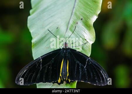 Troides helena, la commune birdwing, papillon noir, jaune et rouge de la famille des Papilionidae Banque D'Images