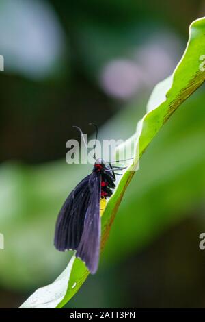 Troides helena, la commune birdwing, papillon noir, jaune et rouge de la famille des Papilionidae Banque D'Images