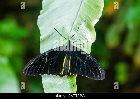 Troides helena, la commune birdwing, papillon noir, jaune et rouge de la famille des Papilionidae Banque D'Images