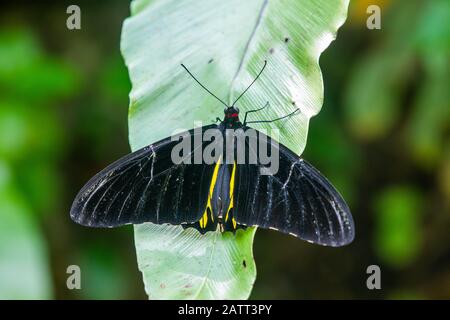 Troides helena, la commune birdwing, papillon noir, jaune et rouge de la famille des Papilionidae Banque D'Images