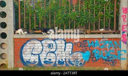 Istanbul, Turquie - 16 Septembre 2019. Quatre des nombreux chats de rue d'Istanbul mangent sur un mur dans le quartier Moda de Kadikoy du côté asiatique de th Banque D'Images