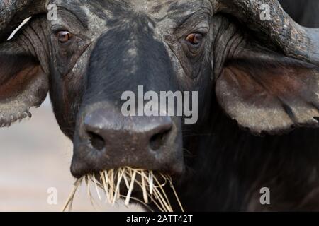 Portrait africain de Buffalo , également connu sous le nom de buffle du cap Banque D'Images