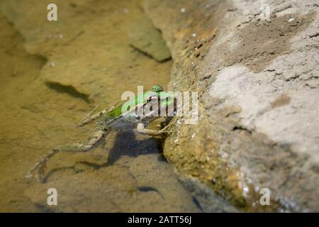 Marsh frog, Pélophylax ridibundus anciennement Rana ridibunda), la Baume, Poulx, France, Europe Banque D'Images