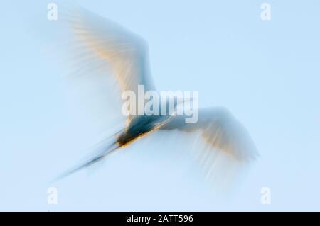 Flou intentionnel abstrait d'un grand aigrette en vol à l'aube Banque D'Images