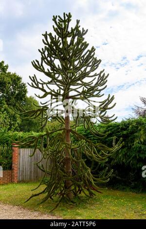 Arbre généalogique monkey puzzle Banque D'Images