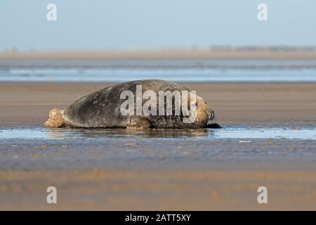 Phoque Gris Atlantique Mâle (Halichoerus Grypus) Banque D'Images