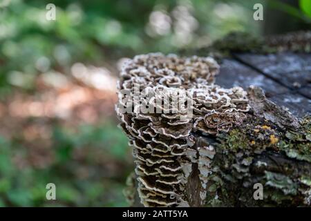 Champignons saprophytes, Coriolus versicolor, sur un tronc d'arbre mort Banque D'Images