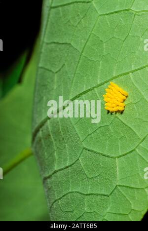 Groupe d'œufs pondus par un Grand papillon blanc de Pieris brassicae sur une feuille de Naturtium. Banque D'Images