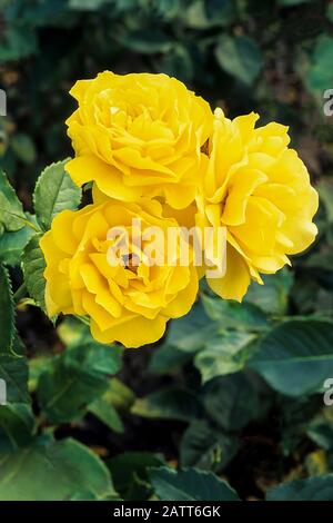 Cluster de roses Korresia floribunda à double fleur urne forme des fleurs jaunes vives sur fond de feuilles. Banque D'Images