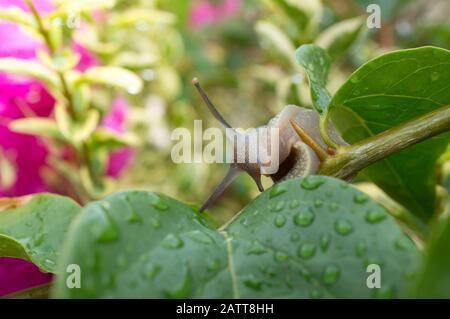 Escargot sur la verdure dans le jardin pendant une matinée ensoleillée d'été Banque D'Images