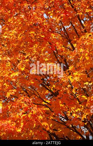 De belles couleurs riches de la mousse d'automne; Des Feuilles de jaune, d'orange et de rouge remplissent les branches sombres de ce midwest arbre Banque D'Images