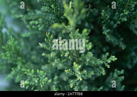 Gros plan sur les branches de l'arbre de pin Banque D'Images