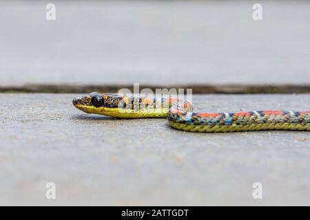 Serpent volant à bandes, ou serpent à deux barques, Chrysopelea pelias, adulte, Parc national de Bako, Sarawak, Bornéo, Malaisie Banque D'Images