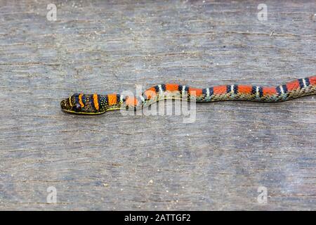 Serpent volant à bandes, ou serpent à deux barques, Chrysopelea pelias, adulte, Parc national de Bako, Sarawak, Bornéo, Malaisie Banque D'Images