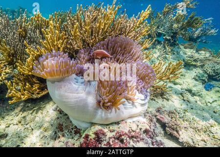 Grand Corégone Rose, Amphipirion Périderaion, Île De Sebayur, Parc National De Komodo, Indonésie Banque D'Images