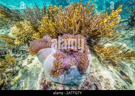 Grand Corégone Rose, Amphipirion Périderaion, Île De Sebayur, Parc National De Komodo, Indonésie Banque D'Images