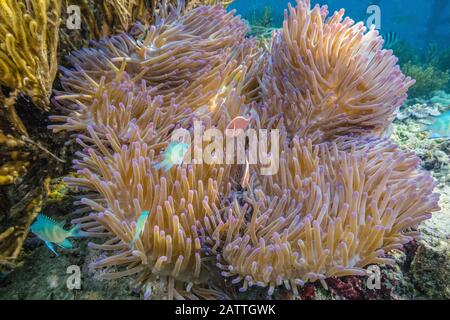 Grand Corégone Rose, Amphipirion Périderaion, Île De Sebayur, Parc National De Komodo, Indonésie Banque D'Images