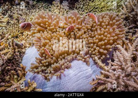 Grand Corégone Rose, Amphipirion Périderaion, Île De Sebayur, Parc National De Komodo, Indonésie Banque D'Images