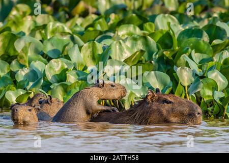 Capybara adulte, Hydrochoerus hydrochaeris, jeune, Porto Jofre, Mato Grosso, Pantanal, Brésil. Banque D'Images