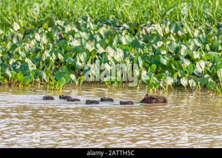 Capybara adulte, Hydrochoerus hydrochaeris, jeune, Porto Jofre, Mato Grosso, Pantanal, Brésil. Banque D'Images