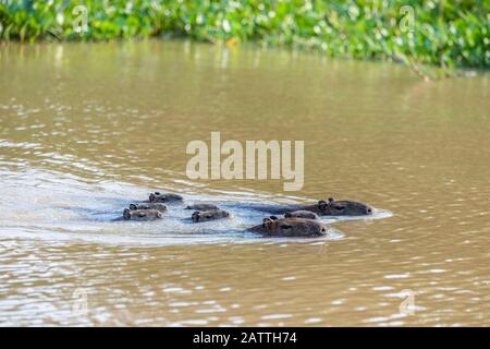 Capybaras adultes, Hydrochoerus hydrochaeris, avec Young, Porto Jofre, Mato Grosso, Pantanal, Brésil. Banque D'Images