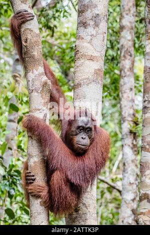 Jeune orangutan de Bornean, Pongo pygmaeus, au Camp Leakey, Bornéo, Indonésie Banque D'Images