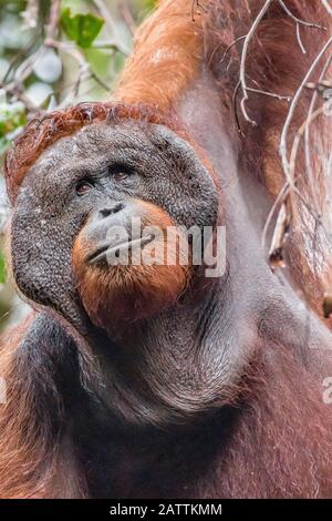 Homme adulte Bornean orangutan, Pongo pygmaeus, Tanjung Harapan, Bornéo, Indonésie Banque D'Images