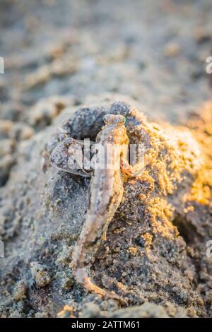 Un boudskipper adulte, une sous-famille Oxudercinae, dans un terrier de boue sur les méplats de Vansittart Bay, Kimberley, Australie occidentale, Australie Banque D'Images