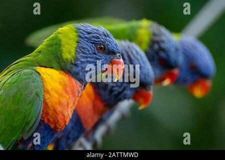 Arc-En-Ciel Lorikeets Parrot - Trichoglossus Moluccanus Banque D'Images