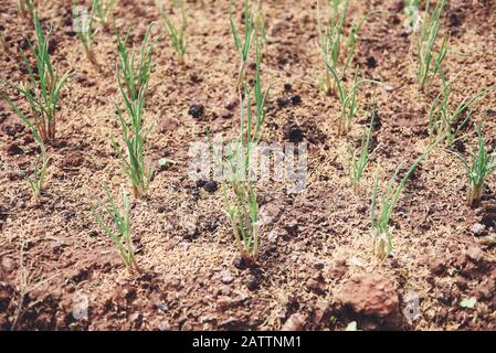 Petite plante verte germes d'oignon dans l'agriculture semis potager / échalotes du sol croissant Banque D'Images