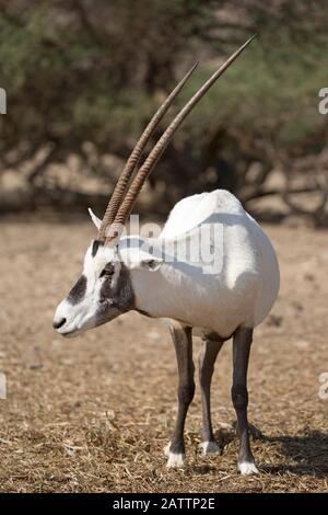 L'oryx arabe dans le désert du Negev au centre de reproduction de la réserve naturelle de Yotvata Hai-Bar pour la restauration de la faune qui a disparu en Israël Banque D'Images