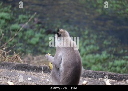 Dans le zoo , un singe (langur) sur le rocher avec la main des singes sur la banane Banque D'Images