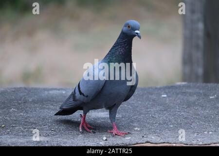 portrait du pigeon de réveil sur la roche noire de ciment, jambes d'oiseaux Banque D'Images