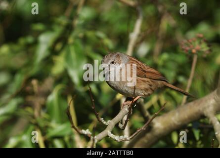 Un joli Dunnock, Prunella modularis ou Hedge Sparrow perçant sur une branche d'un arbre. Banque D'Images